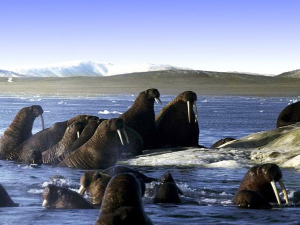 Природный комплекс заповедника остров Врангеля