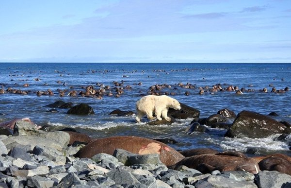 Арктика море Лаптевых