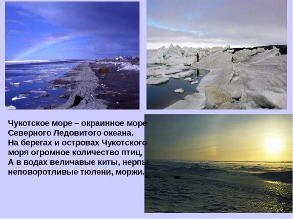 Моржи в Чукотском море