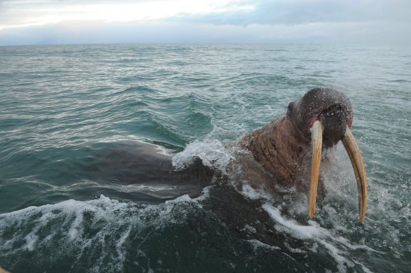 Природный комплекс заповедника остров Врангеля