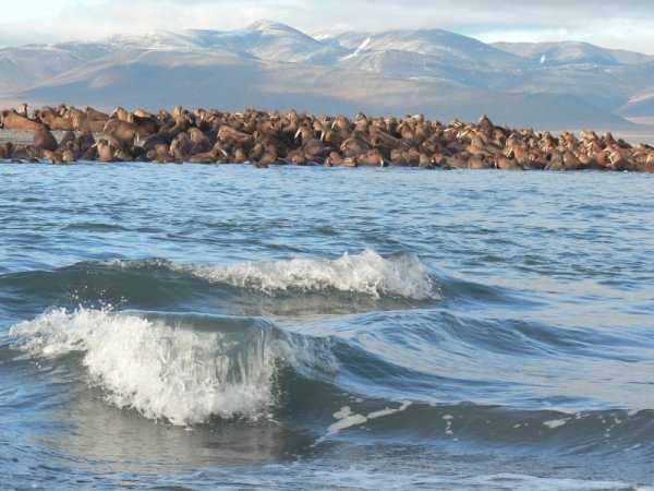 Касатки на Камчатке