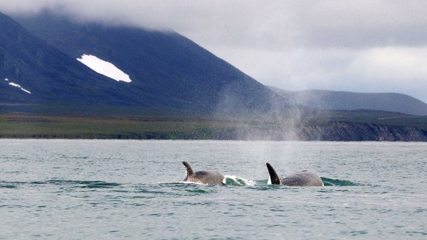 Берингово море