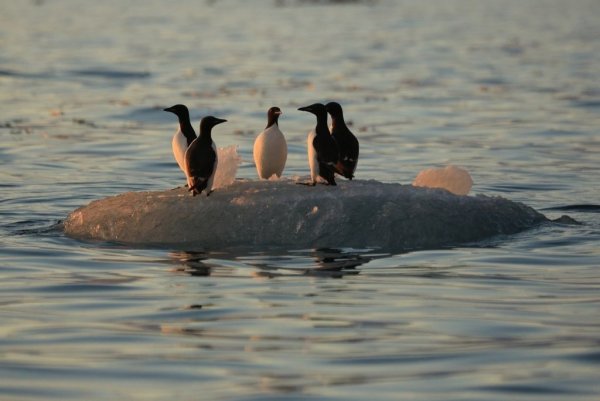 Чукотка море
