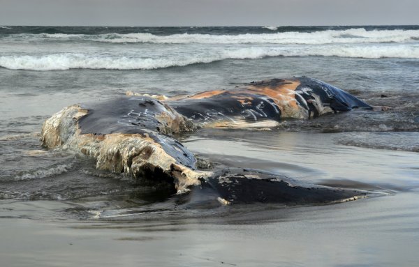 Реинкарнация. Ян Стивенсон.