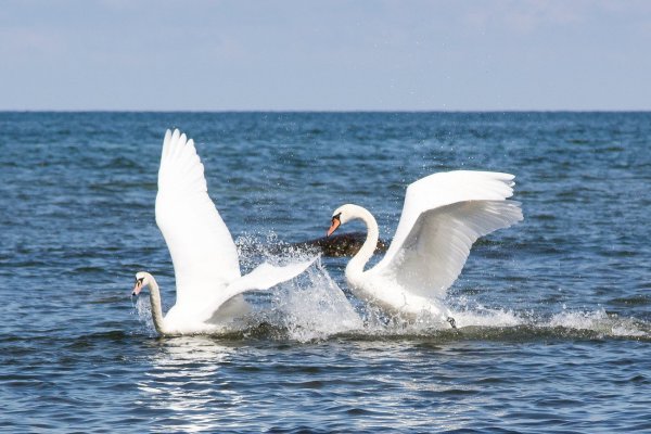 Лебеди в Межводном