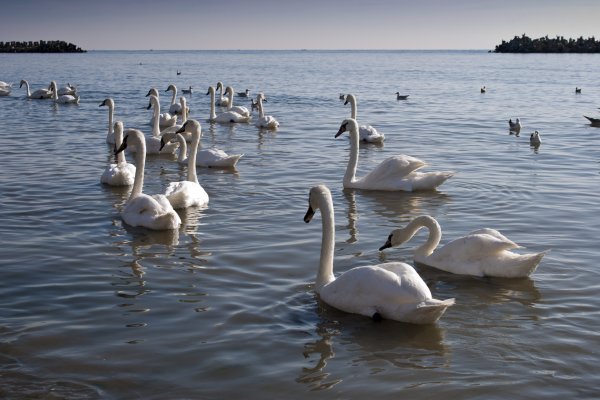 Лебеди на черном море