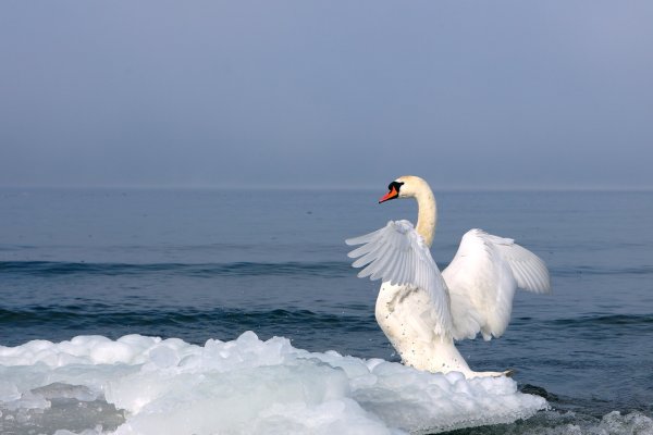 Лебеди на берегу моря