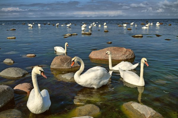 Лебеди на море