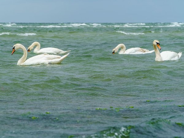 Балтийское море лебеди