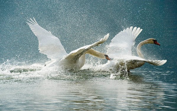 Лебедь взлетает с воды