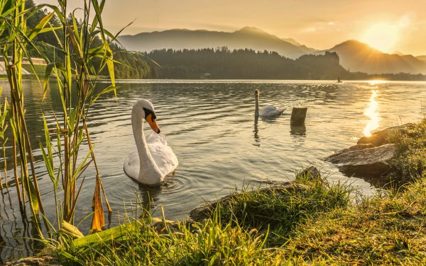 Фридрих лебеди в камышах