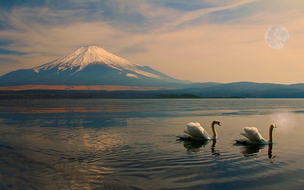 Лебеди над морем