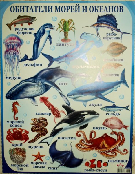 Адриан Честерман дельфины