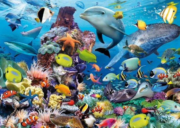 Животный мир морей и океанов для дошкольников