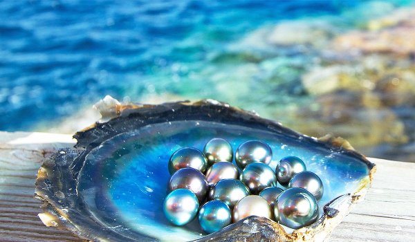 Устрица голубая Жемчужина