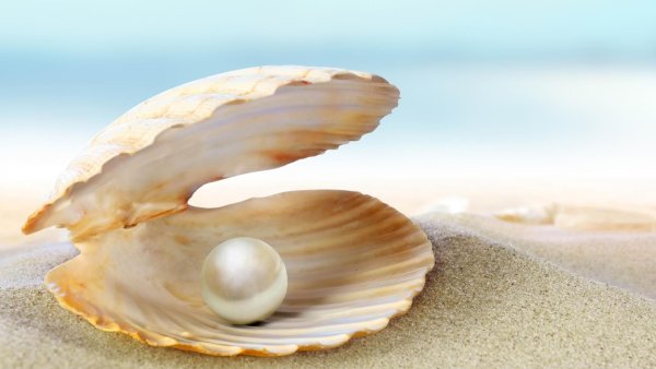 Раковина Жемчужница морская