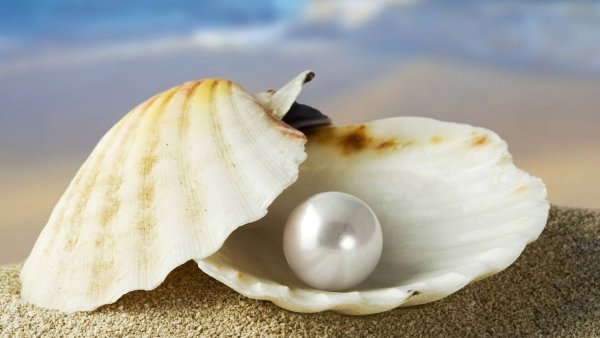 Жемчужина в раковине в море