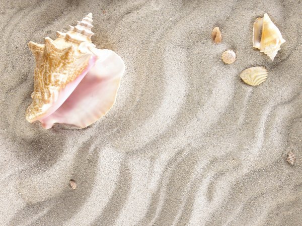 Морские раковины с жемчугом