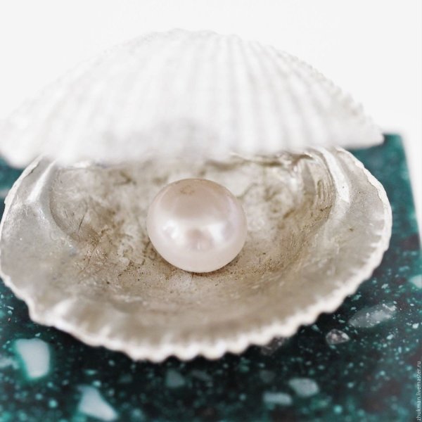 Ракушки жемчужницы морские