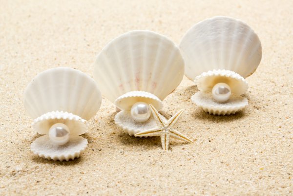 Морской гребешок моллюск