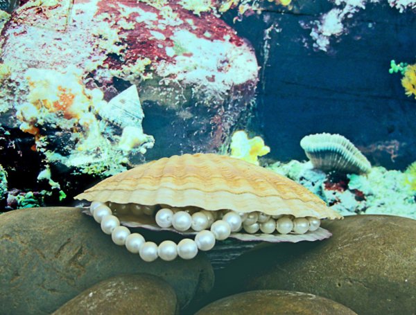 Жемчужница морская