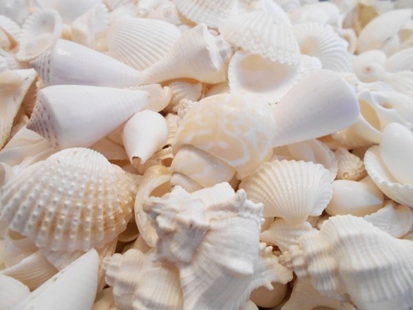 Моллюск Королевский гребешок