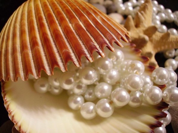 Раковина Жемчужница морская