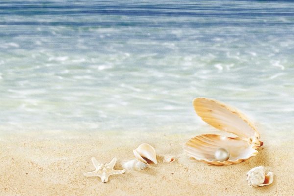 Жемчужница морская