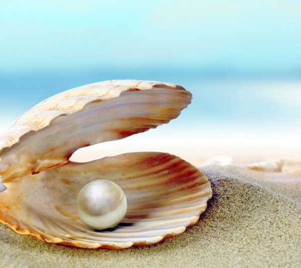 Морской гребешок жемчуг