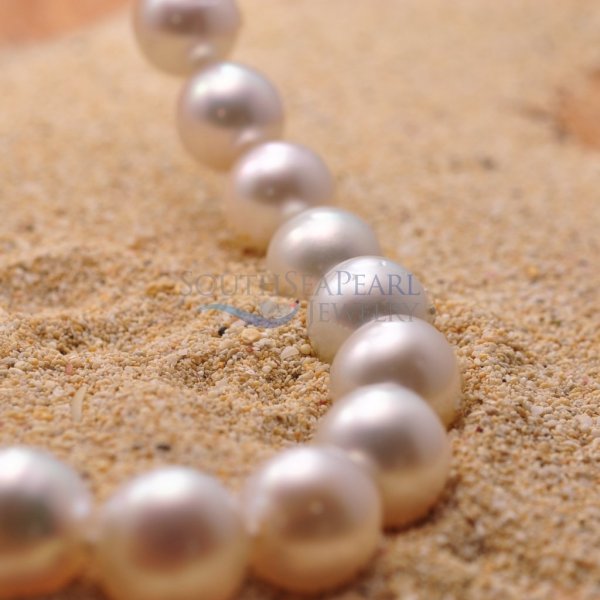 Ракушки жемчужницы морские