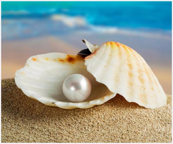 Морская раковина с жемчужиной