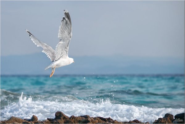 Свободная красивая счастливая