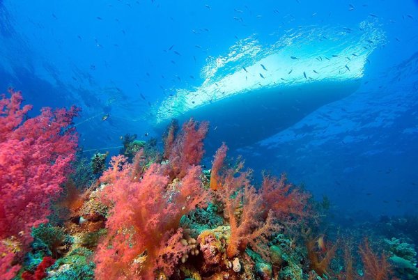 Аравийское побережье красного моря