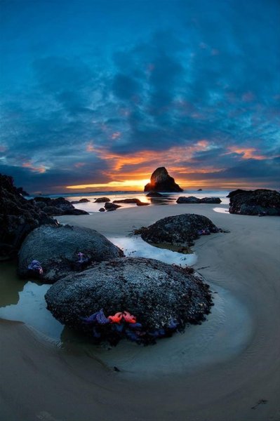 Морская звезда / Starfish (2018)