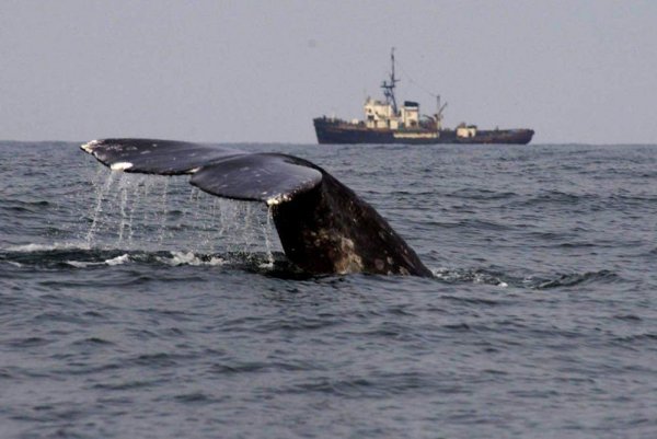Баренцево море Приразломная