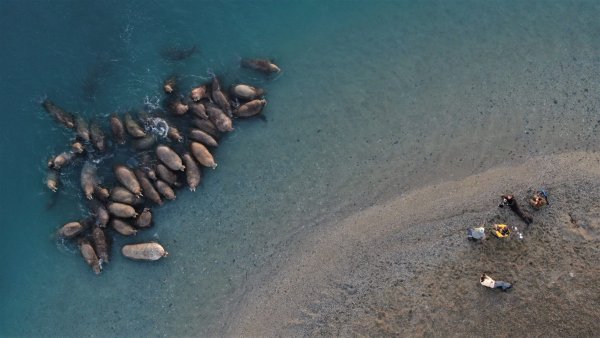 Вайгач морж