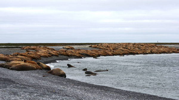 Остров Песяков