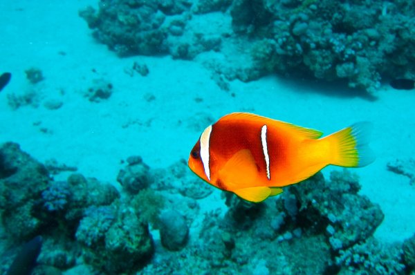 Рыба Мандаринка красное море