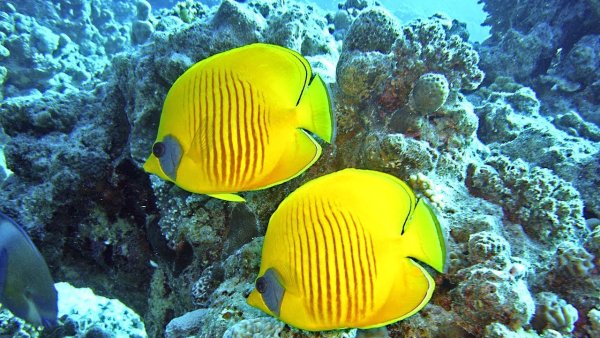 Рыбы красного моря Египет