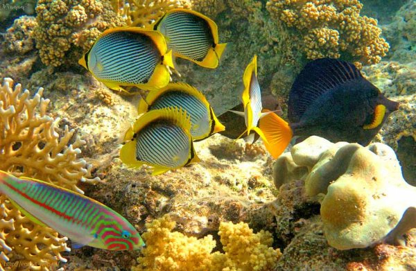 Египет кораллы мурена