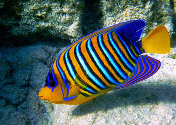 Pomacanthus xanthometopon