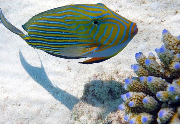 Краснозубый спинорог