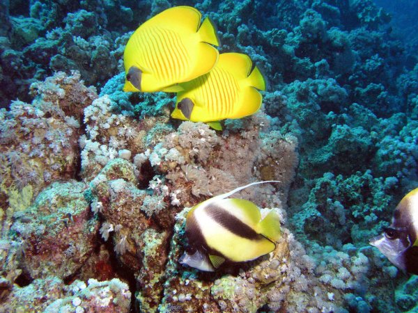 Рыбы Шарм Эль шейха