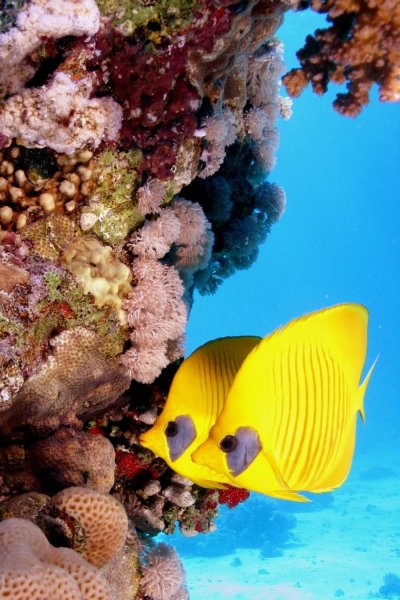 Египет Хургада море рыбки