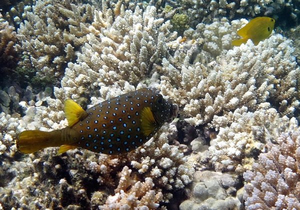 Рыба кузовок красное море