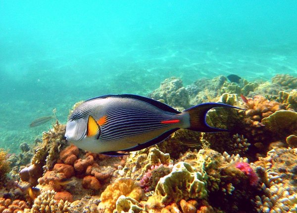 Рыбки красного моря в Хургаде