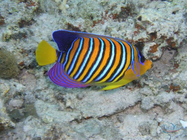 Рыба полосатик красное море