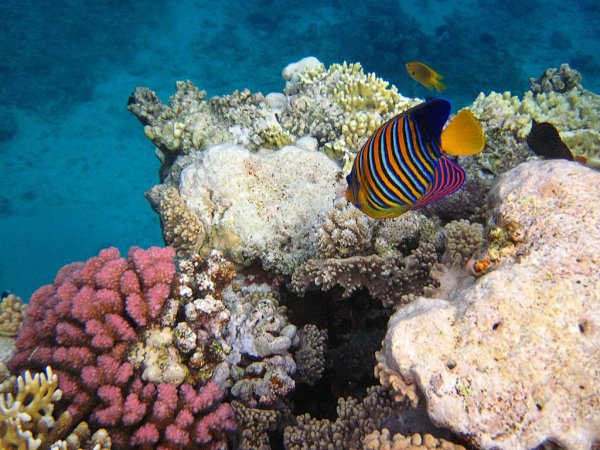 Красное море Хургада