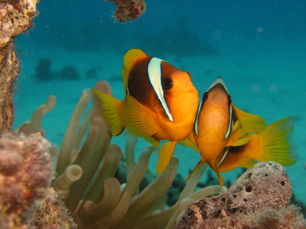 Крылатка рыба Шарм Эль Шейх