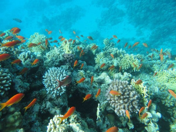 Египет Хургада море